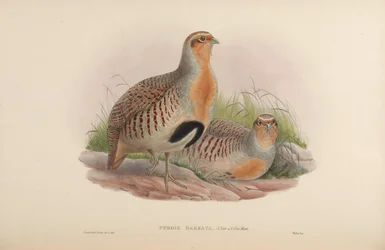 Perdix barbata = Perdix dauurica